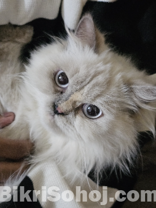 Himalayan Cat
